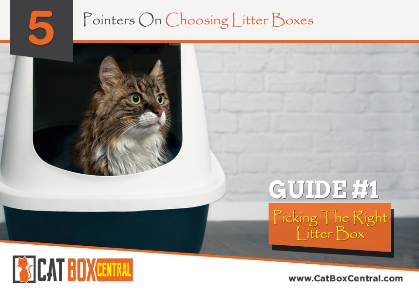 what are litter boxes